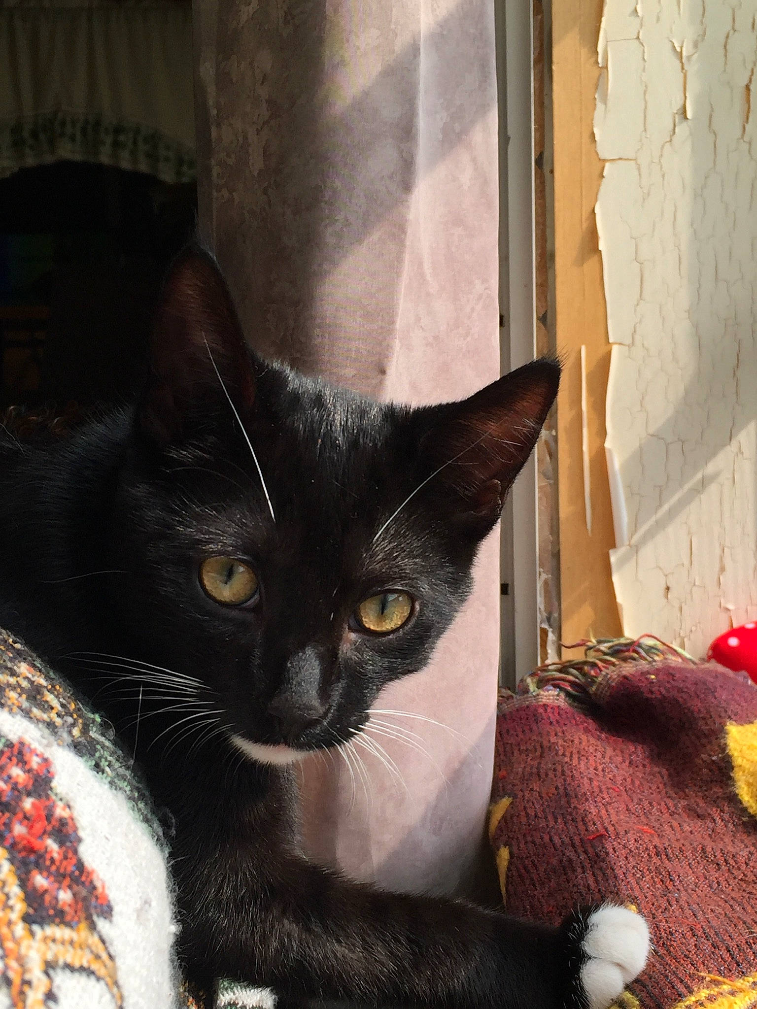 Popo joined the competition — help win amazing prizes! black_cat, bombay, carmine, carnivore, cat, cat_furniture, cat_supply, claw, comfort, domestic_short_haired_cat, felidae, fruit, fur, linens, paw, pet_supply, small_to_medium_sized_cats, tail, whiskers, window