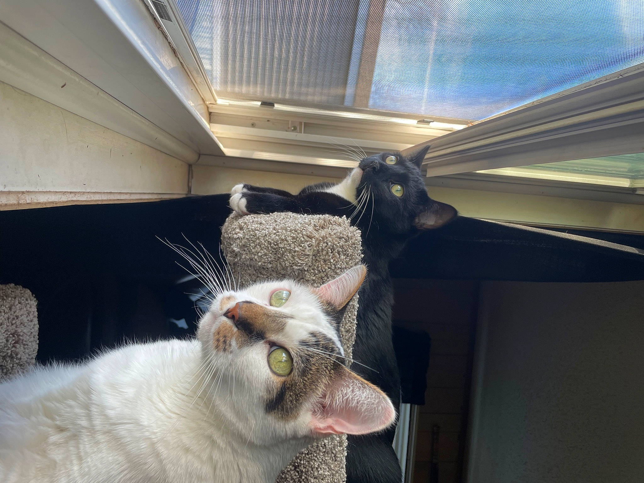 Popo is registered to the contest to win money with this photo: canidae, carnivore, cat, ceiling, comfort, daylighting, domestic_short_haired_cat, fang, felidae, fur, jaw, paw, pet_supply, small_to_medium_sized_cats, snout, tail, terrestrial_animal, whiskers, white