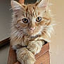 cat, orange_tabby, fluffy, pet, indoor, wooden_staircase, paw, feline, portrait, animal, cute, whiskers, ears, closeup, looking_at_camera, relaxed, home, fur, mammal, domestic_cat