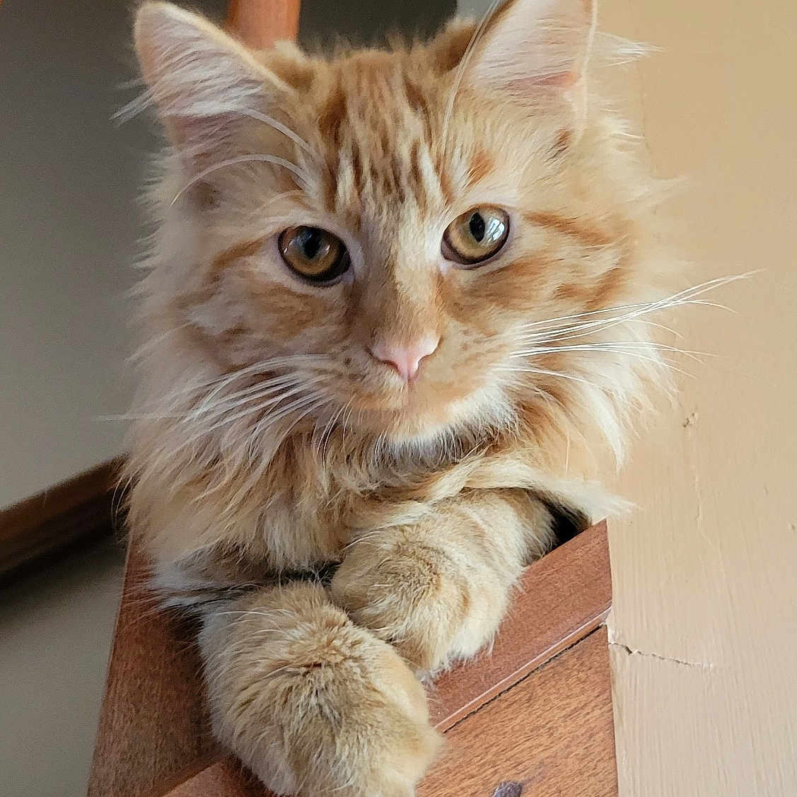 Panini joined the competition — help win amazing prizes! animal, cat, closeup, cute, domestic_cat, ears, feline, fluffy, fur, home, indoor, looking_at_camera, mammal, orange_tabby, paw, pet, portrait, relaxed, whiskers, wooden_staircase