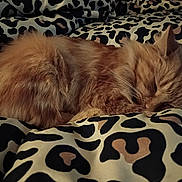 Panini joined the competition — help win amazing prizes! animal, blanket, cat, comfort, cozy, cute, domestic_cat, feline, fluffy, fur, indoor, leopard_print, nap, orange_cat, pattern, pet, relaxation, resting, sleeping, soft