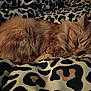 animal, blanket, cat, comfort, cozy, cute, domestic_cat, feline, fluffy, fur, indoor, leopard_print, nap, orange_cat, pattern, pet, relaxation, resting, sleeping, soft