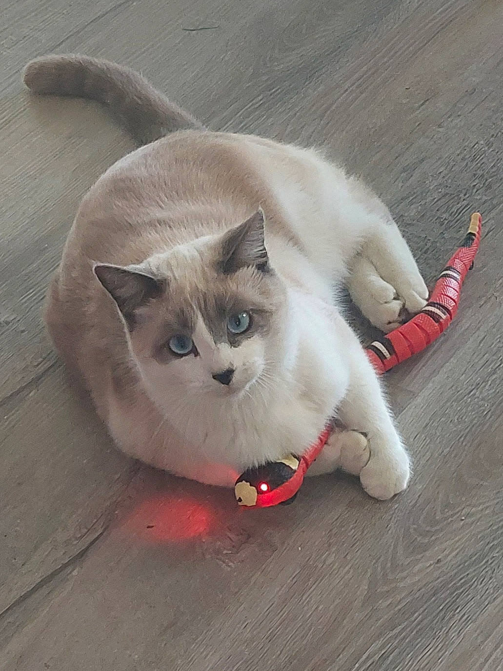 Mikey is registered to the contest to win money with this photo: carmine, carnivore, cat, claw, comfort, domestic_short_haired_cat, eye, fawn, felidae, flooring, foot, fur, human_leg, paw, sitting, small_to_medium_sized_cats, snout, tail, whiskers, wood