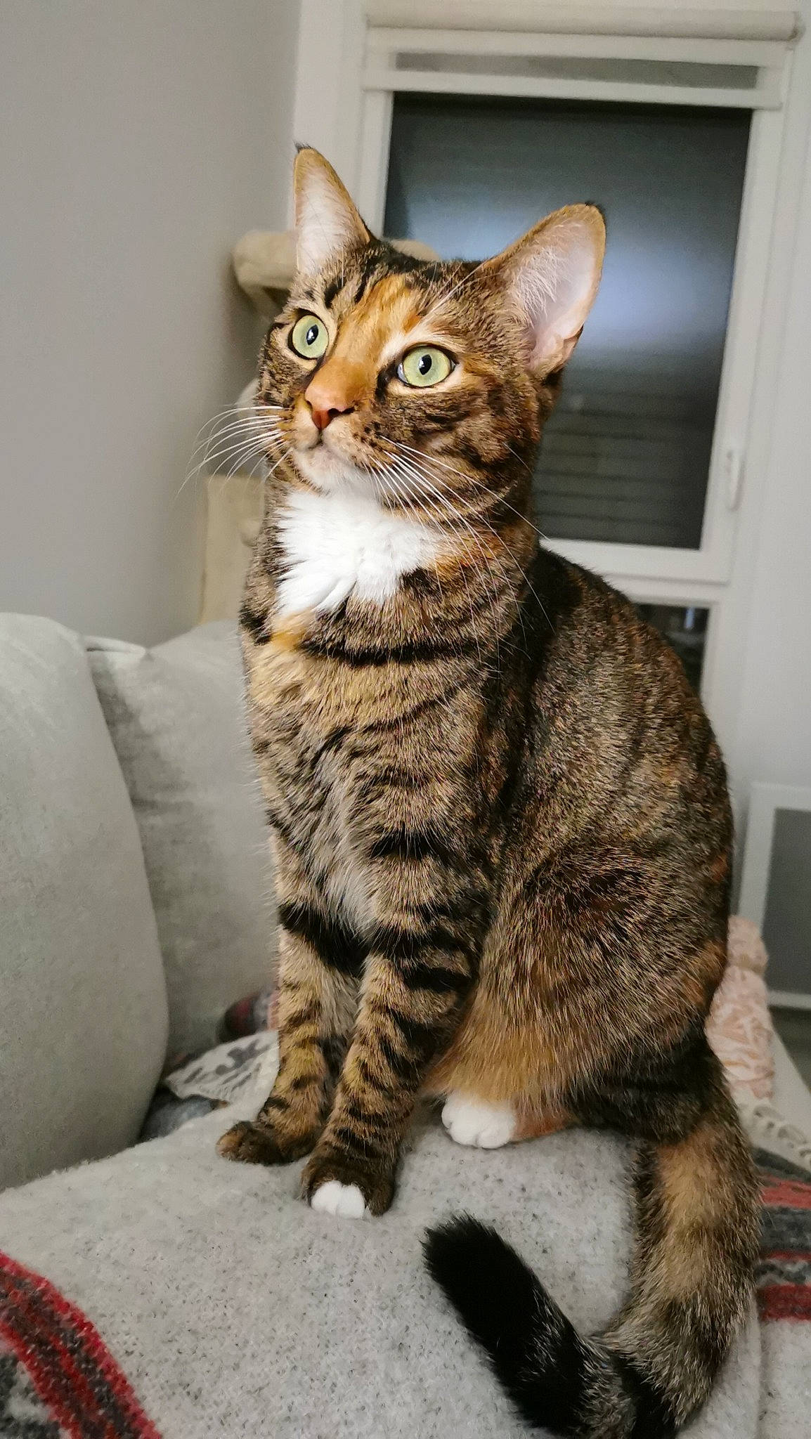 Maya a rejoint le concours — aidez-le/la à gagner de superbes lots ! carnivore, cat, comfort, couch, domestic_short_haired_cat, felidae, fur, kitchen_appliance, paw, sitting, small_to_medium_sized_cats, snout, tail, terrestrial_animal, whiskers, window