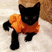 Stormi Weather joined the competition — help win amazing prizes! art, black_cat, bombay, canidae, carnivore, cat, cat_supply, claw, comfort, dog_breed, domestic_short_haired_cat, fawn, felidae, fur, paw, small_to_medium_sized_cats, snout, tail, whiskers, working_animal