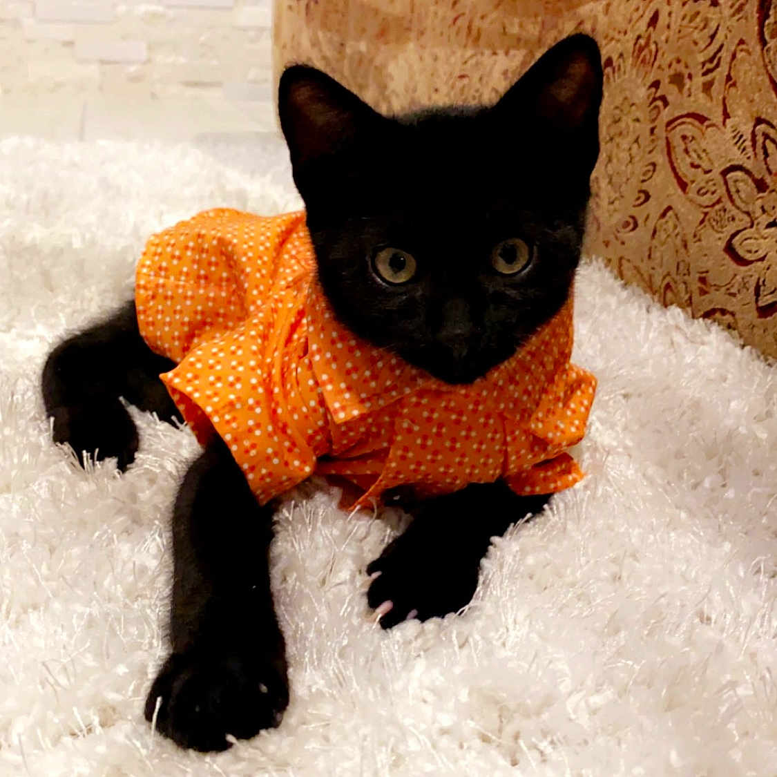 Stormi Weather joined the competition — help win amazing prizes! art, black_cat, bombay, canidae, carnivore, cat, cat_supply, claw, comfort, dog_breed, domestic_short_haired_cat, fawn, felidae, fur, paw, small_to_medium_sized_cats, snout, tail, whiskers, working_animal