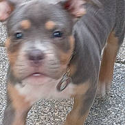 Kratos joined the competition — help win amazing prizes! puppy, dog, walking, outdoor, close_up, blurry, young_animal, fur, paw, collar, pet, cute, animal, ground, texture, ears, snout, tail, brown, gray
