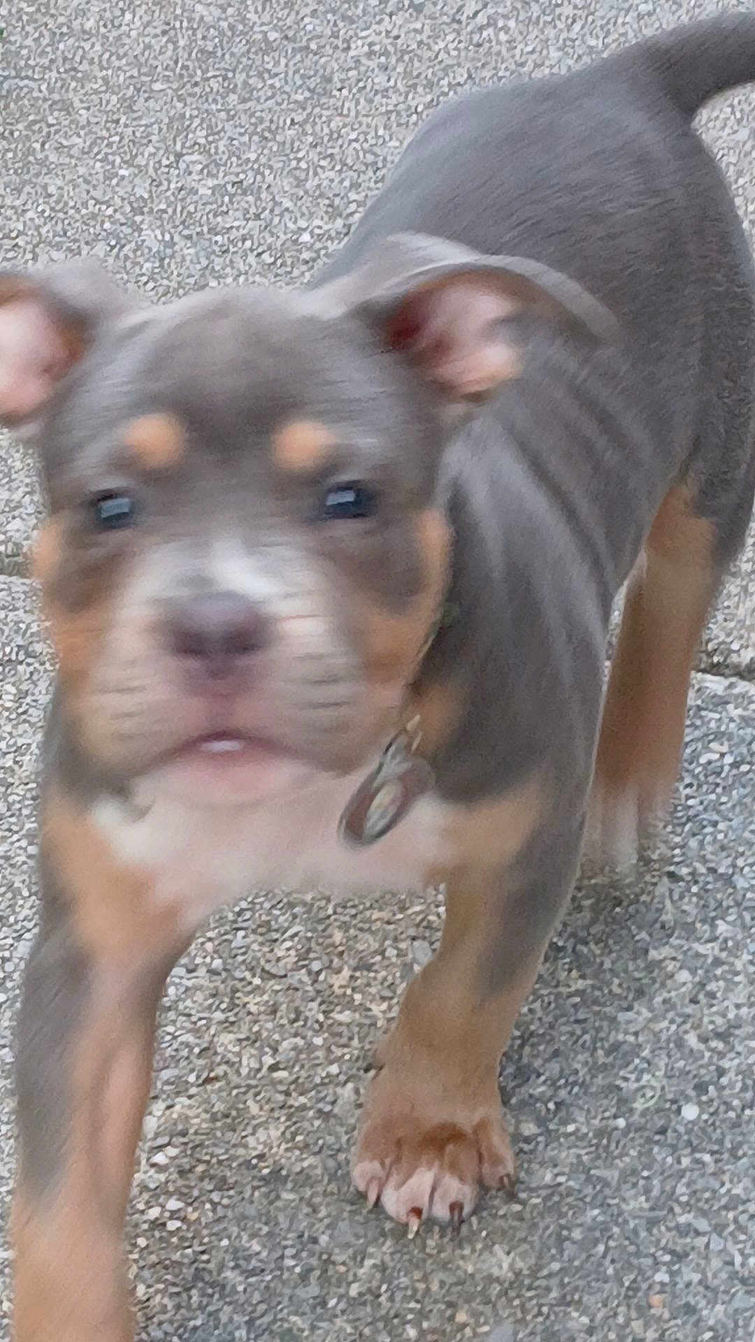 Kratos joined the competition — help win amazing prizes! puppy, dog, walking, outdoor, close_up, blurry, young_animal, fur, paw, collar, pet, cute, animal, ground, texture, ears, snout, tail, brown, gray