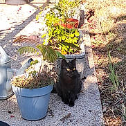 Zelda participe au concours pour gagner de l'argent avec cette photo : black_cat, cat, animal, pet, garden, plants, potted_plants, sunlight, outdoor, nature, foliage, pathway, greenery, shadow, morning_light, yellow_eyes, quiet, small_animal, curious, sitting