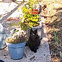 black_cat, cat, animal, pet, garden, plants, potted_plants, sunlight, outdoor, nature, foliage, pathway, greenery, shadow, morning_light, yellow_eyes, quiet, small_animal, curious, sitting