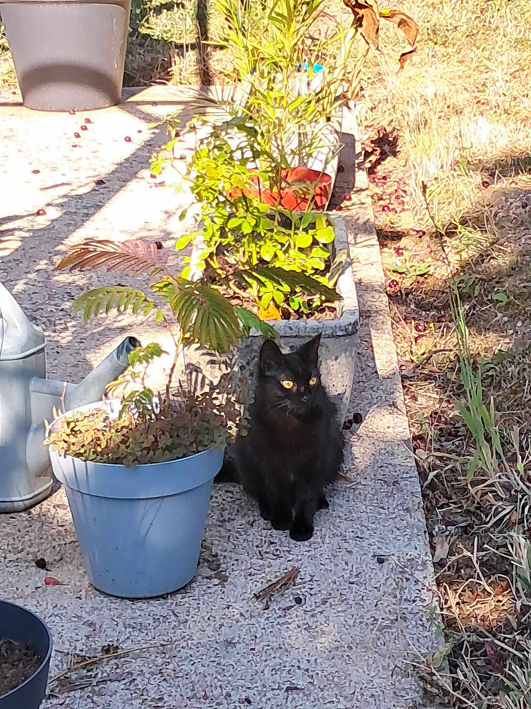 Zelda participe au concours pour gagner de l'argent avec cette photo : black_cat, cat, animal, pet, garden, plants, potted_plants, sunlight, outdoor, nature, foliage, pathway, greenery, shadow, morning_light, yellow_eyes, quiet, small_animal, curious, sitting