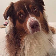 Naeden participe au concours pour gagner de l'argent avec cette photo : australian_collie, australian_shepherd, basque_shepherd_dog, border_collie, canidae, carnivore, companion_dog, dog, dog_breed, herding_dog, mammal, miniature_australian_shepherd, rare_breed_dog, small_greek_domestic_dog, snout, sporting_group, vertebrate, working_dog