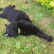 Filou a rejoint le concours — aidez-le/la à gagner de superbes lots ! black_cat, canidae, carnivore, cat, dog, dog_breed, felidae, flat_coated_retriever, grass, plant, small_to_medium_sized_cats, sporting_group, tail