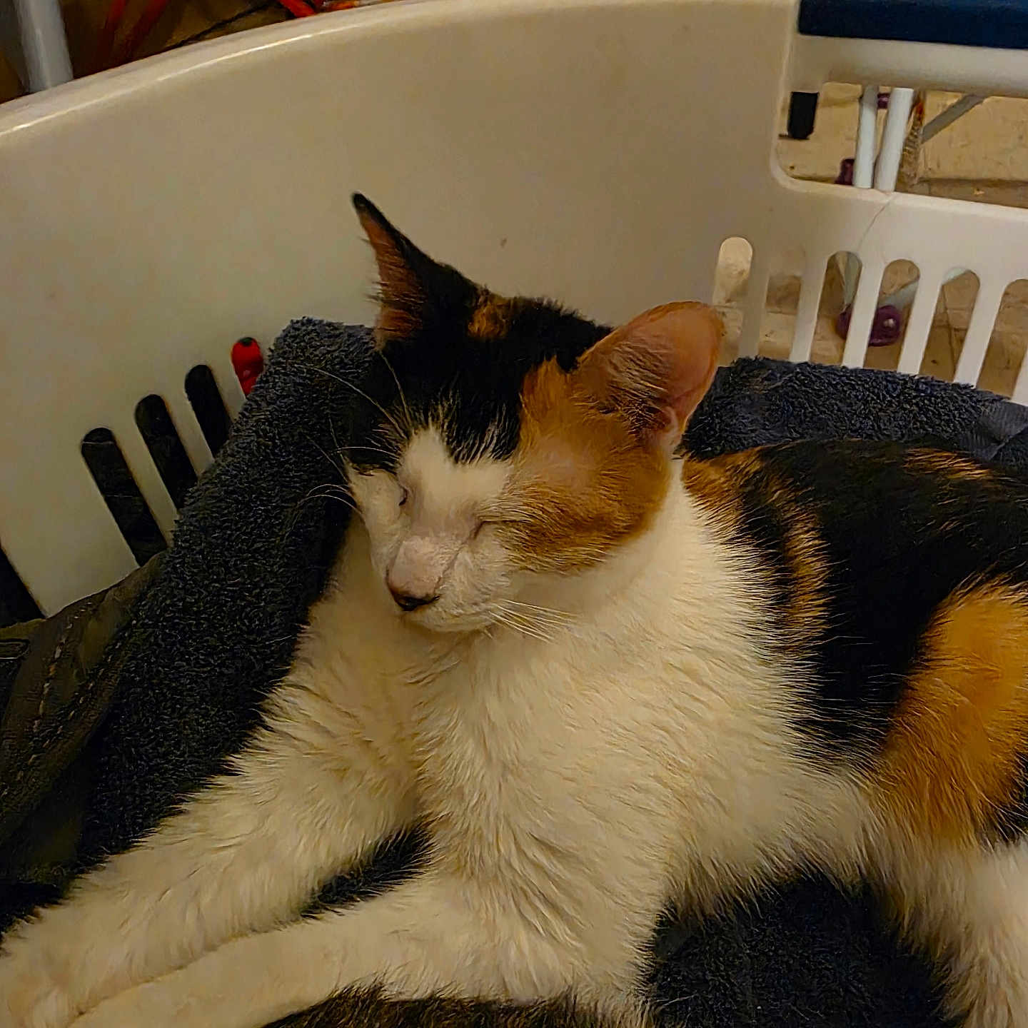 Tigress joined the competition — help win amazing prizes! basket, calico_cat, cat, close_up, cozy, feline, fur, household, indoor, laundry_basket, nap, paw, pet, relaxed, resting, sleeping, soft_texture, towel, tricolor, whiskers