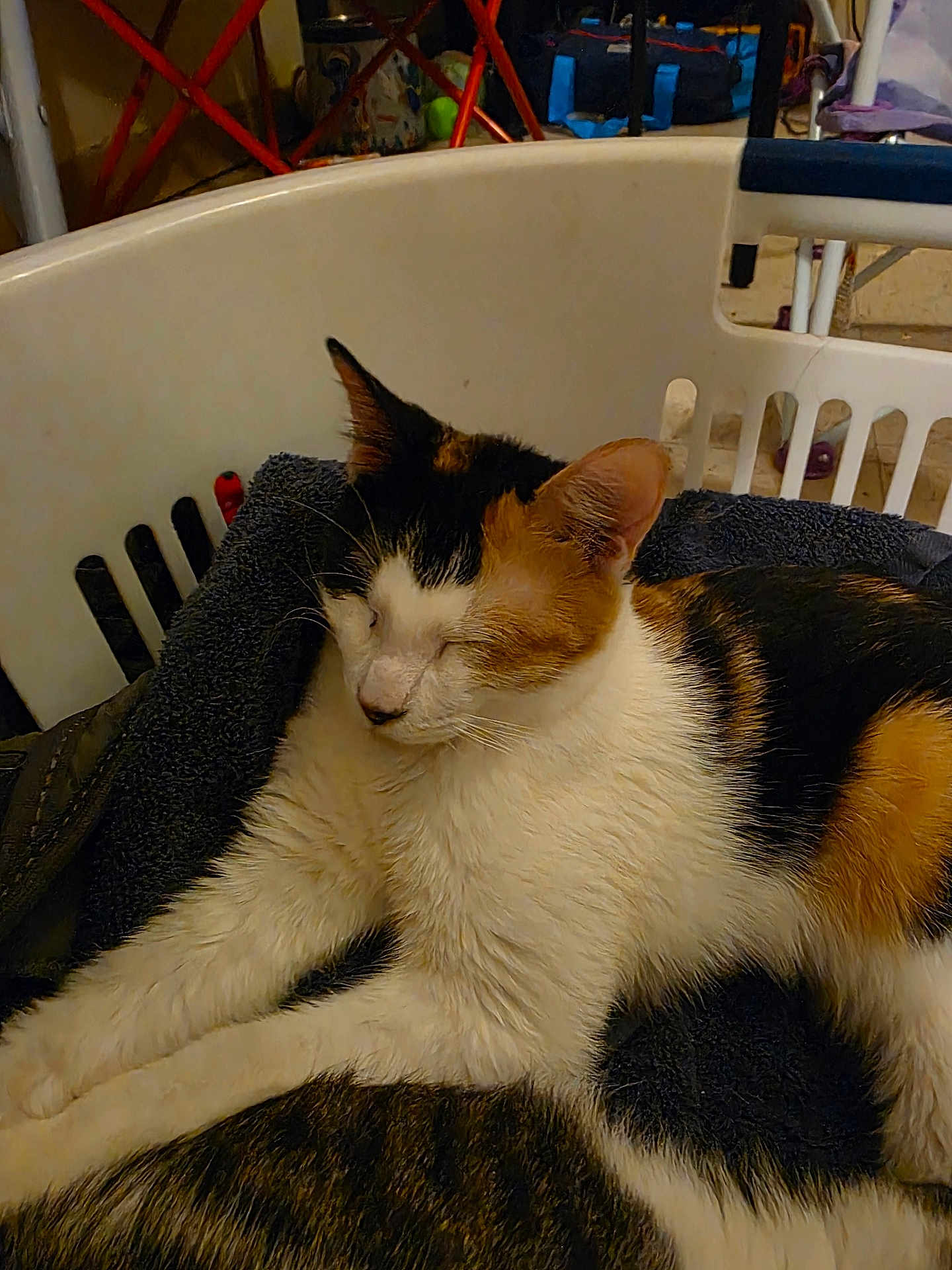 Tigress joined the competition — help win amazing prizes! calico_cat, cat, feline, pet, sleeping, laundry_basket, towel, cozy, indoor, close_up, fur, whiskers, paw, resting, basket, household, tricolor, relaxed, nap, soft_texture