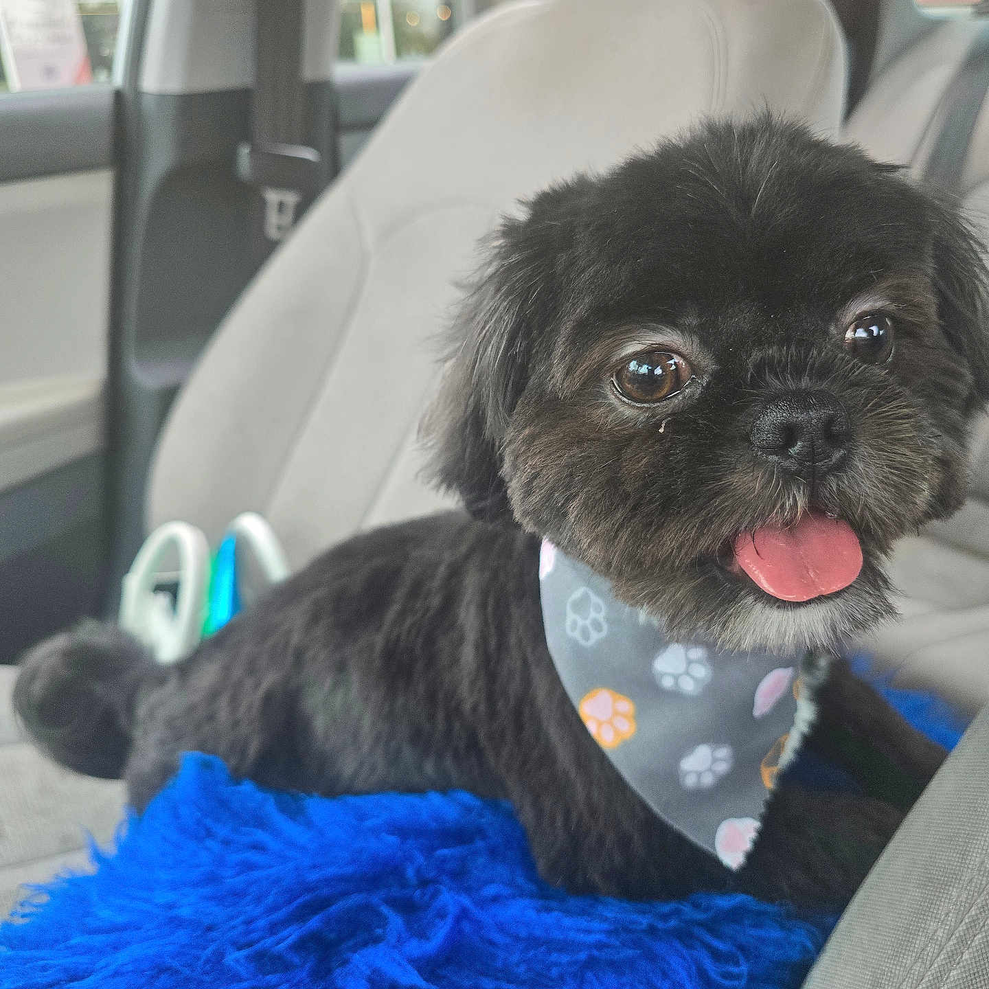Jax'S Pete joined the competition — help win amazing prizes! accessories, affenpinscher, animal, belt, bodypart, canine, car, car_interior, carseat, couch, cushion, dog, furniture, headrest, homedecor, pet, puppy, terrier, transportation, vehicle