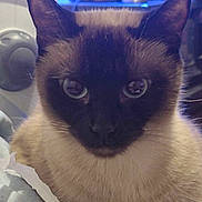 Cinnamon is registered to the contest to win money with this photo: cat, siamese_cat, close_up, blue_eyes, fur, pet, animal, indoor, face, ears, whiskers, domestic_cat, cute, feline, mammal, portrait, looking, household, soft_lighting, calm