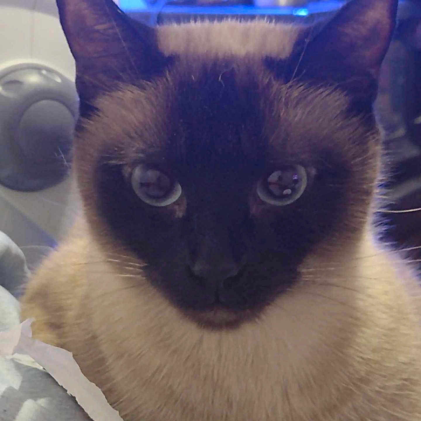 Cinnamon is registered to the contest to win money with this photo: animal, blue_eyes, calm, cat, close_up, cute, domestic_cat, ears, face, feline, fur, household, indoor, looking, mammal, pet, portrait, siamese_cat, soft_lighting, whiskers