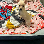 Tinnie is registered to the contest to win money with this photo: animal, bed, blanket, collar, comfort, cozy, cute, dog, domestic_animal, floor, fur, home, indoor, looking_up, pet, pillow, playing, puppy, resting, small_dog