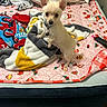 animal, bed, blanket, collar, comfort, cozy, cute, dog, domestic_animal, floor, fur, home, indoor, looking_up, pet, pillow, playing, puppy, resting, small_dog