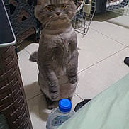 Emsi is registered to the contest to win money with this photo: cat, gray_cat, pet_carrier, water_bottle, tiled_floor, indoor, standing_cat, furniture, curious, animal, domestic_cat, floor, container, plastic, pet, home, blurred_face, looking, upright, background