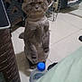 cat, gray_cat, pet_carrier, water_bottle, tiled_floor, indoor, standing_cat, furniture, curious, animal, domestic_cat, floor, container, plastic, pet, home, blurred_face, looking, upright, background