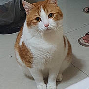 Kopi is registered to the contest to win money with this photo: abyssinian, accessories, animal, bag, cat, clothing, footwear, handbag, hardwood, indoors, interiordesign, kitten, manx, person, pet, plywood, sandal, shoe, slate, wood