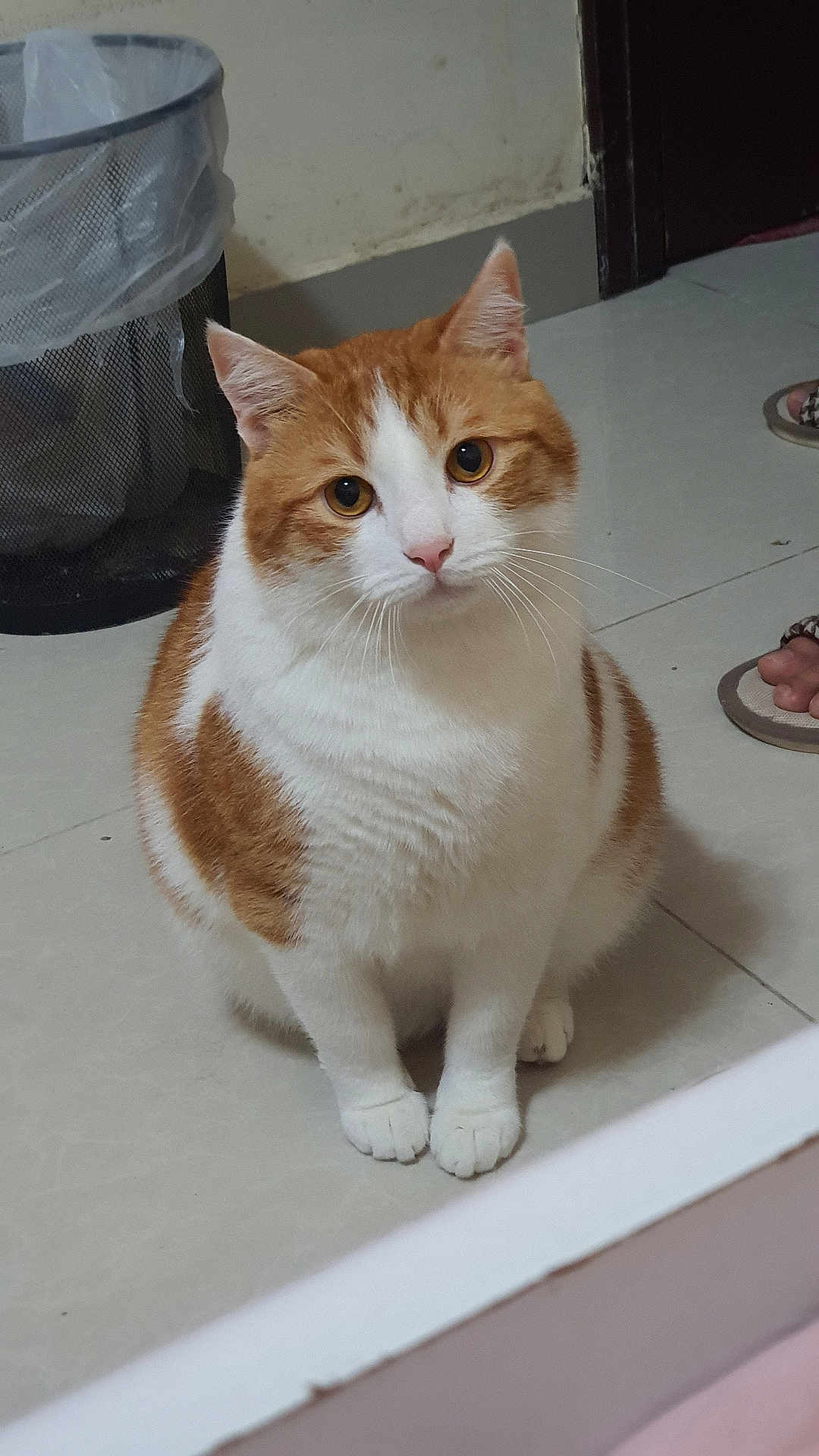 Kopi