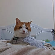 Kopi joined the competition — help win amazing prizes! cat, orange_and_white_cat, bed, blanket, pet, indoor, feline, cozy, fur, animal, resting, cute, domestic_animal, head, whiskers, collar, sleepy, relaxed, soft_texture, comfort