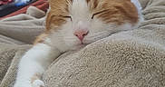 Kopi is registered to the contest to win money with this photo: animal, blanket, cat, closeup, comfort, cozy, cute, feline, fur, ginger_cat, home, indoor, nap, paw, pet, relaxed, resting, sleeping, soft_texture, white_cat