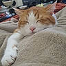 Kopi is registered to the contest to win money with this photo: cat, sleeping, ginger_cat, white_cat, blanket, cozy, paw, resting, indoor, pet, feline, relaxed, cute, soft_texture, nap, fur, animal, home, comfort, closeup