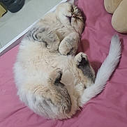 Luna joined the competition — help win amazing prizes! angora, animal, architecture, bed, bedroom, building, cat, couch, cushion, furniture, homedecor, indoors, kitten, livingroom, person, pet, room, siamese, sleeping, wood