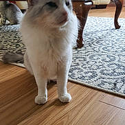Layf joined the competition — help win amazing prizes! cat, animal, pet, indoor, furniture, wooden_floor, rug, table, living_room, white_cat, gray_markings, floor, home, domestic, cozy, sitting, feline, blur, background, curtains