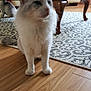 cat, animal, pet, indoor, furniture, wooden_floor, rug, table, living_room, white_cat, gray_markings, floor, home, domestic, cozy, sitting, feline, blur, background, curtains