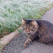 Roquette a rejoint le concours — aidez-le/la à gagner de superbes lots ! cat, tabby, frost, grass, outdoor, animal, pet, walking, nature, morning, furry, blurred, sidewalk, curious, winter, green, brown, wildlife, mammal, closeup
