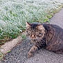 cat, tabby, frost, grass, outdoor, animal, pet, walking, nature, morning, furry, blurred, sidewalk, curious, winter, green, brown, wildlife, mammal, closeup