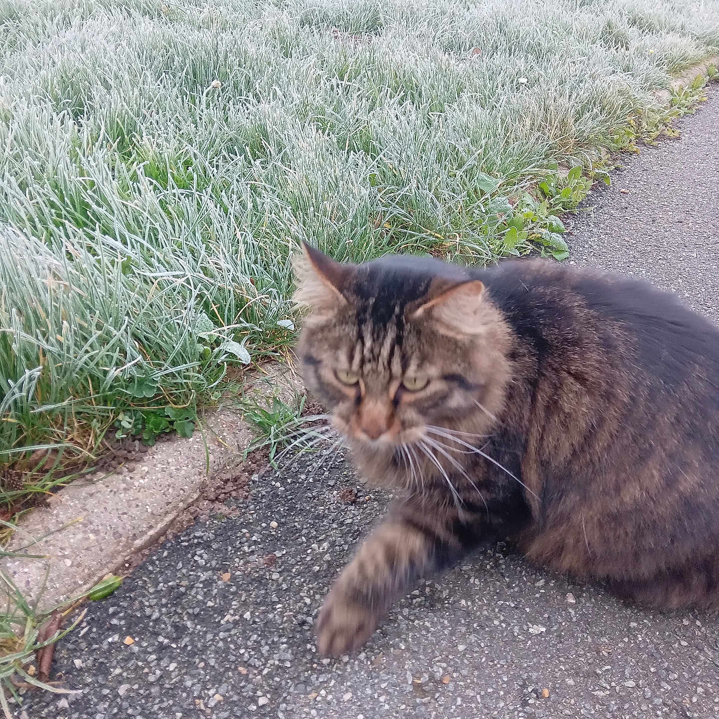 Roquette a rejoint le concours — aidez-le/la à gagner de superbes lots ! animal, blurred, brown, cat, closeup, curious, frost, furry, grass, green, mammal, morning, nature, outdoor, pet, sidewalk, tabby, walking, wildlife, winter