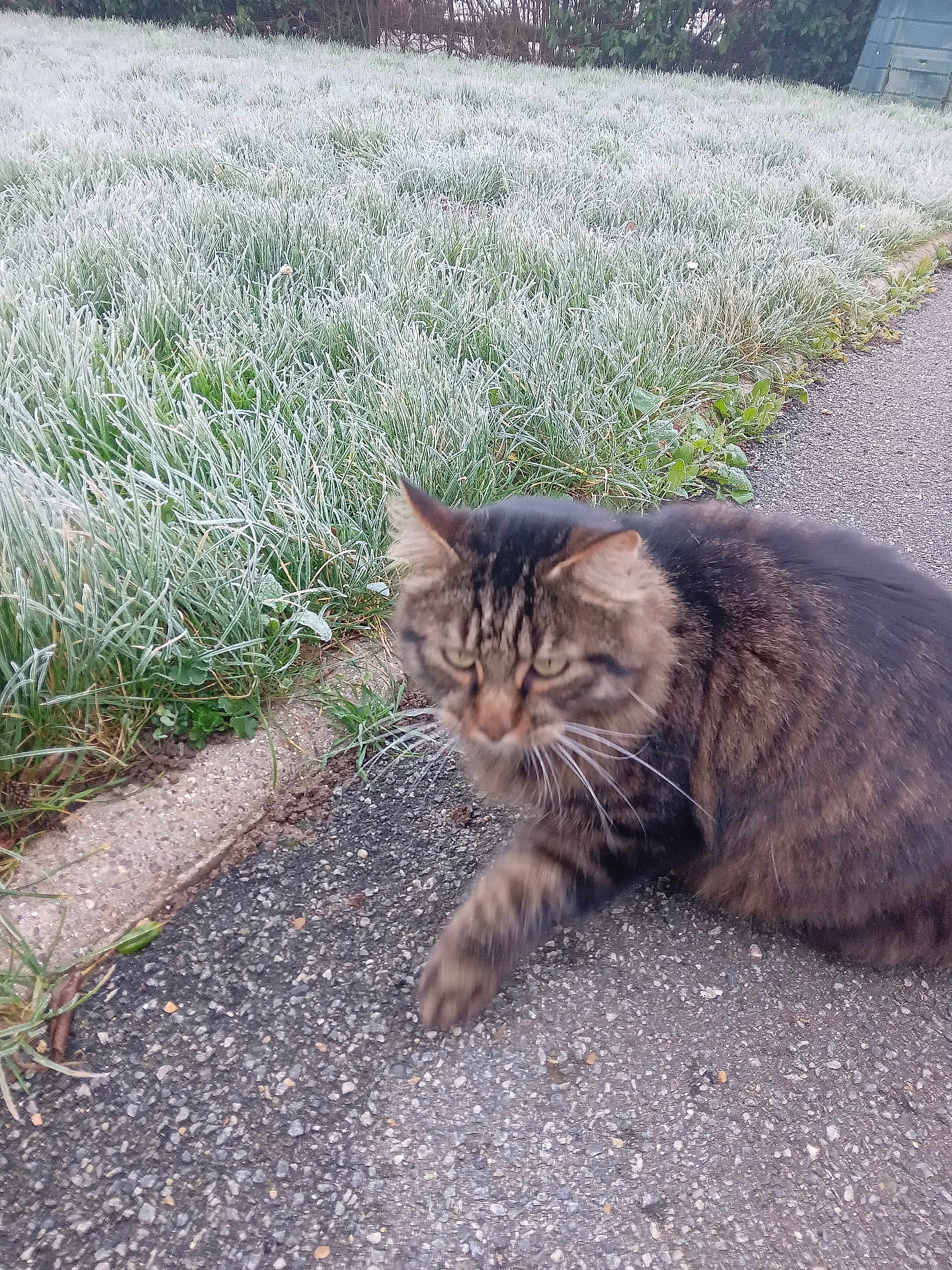 Roquette a rejoint le concours — aidez-le/la à gagner de superbes lots ! cat, tabby, frost, grass, outdoor, animal, pet, walking, nature, morning, furry, blurred, sidewalk, curious, winter, green, brown, wildlife, mammal, closeup
