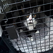 Biscuit joined the competition — help win amazing prizes! cat, tuxedo_cat, pet, carrier, cage, metal_bars, whiskers, golden_eyes, bedding, blanket, close_up, portrait, indoor, travel, locked, staring, nose, paws, feline, confined