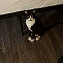 cat, tuxedo_cat, pet, indoor, bedroom, mattress, bed_frame, hardwood_floor, sitting, looking_at_camera, paws, whiskers, black_and_white, ears, eyes, shadow, calm, cozy, furniture, floor