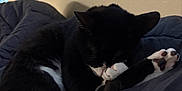 Biscuit is registered to the contest to win money with this photo: cat, tuxedo_cat, sleeping, grooming, paw, paws, white_paws, black_fur, white_fur, cozy, blanket, comforter, indoor, bed, nap, whiskers, window_sliver, curled_up, pet, animal