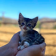 Meow joined the competition — help win amazing prizes! adorable, animal, blue_sky, blurred_background, cat, cute, domestic, friendly, fur, hands, holding, kitten, mammal, nature, outdoor, paws, pet, small, whiskers, young