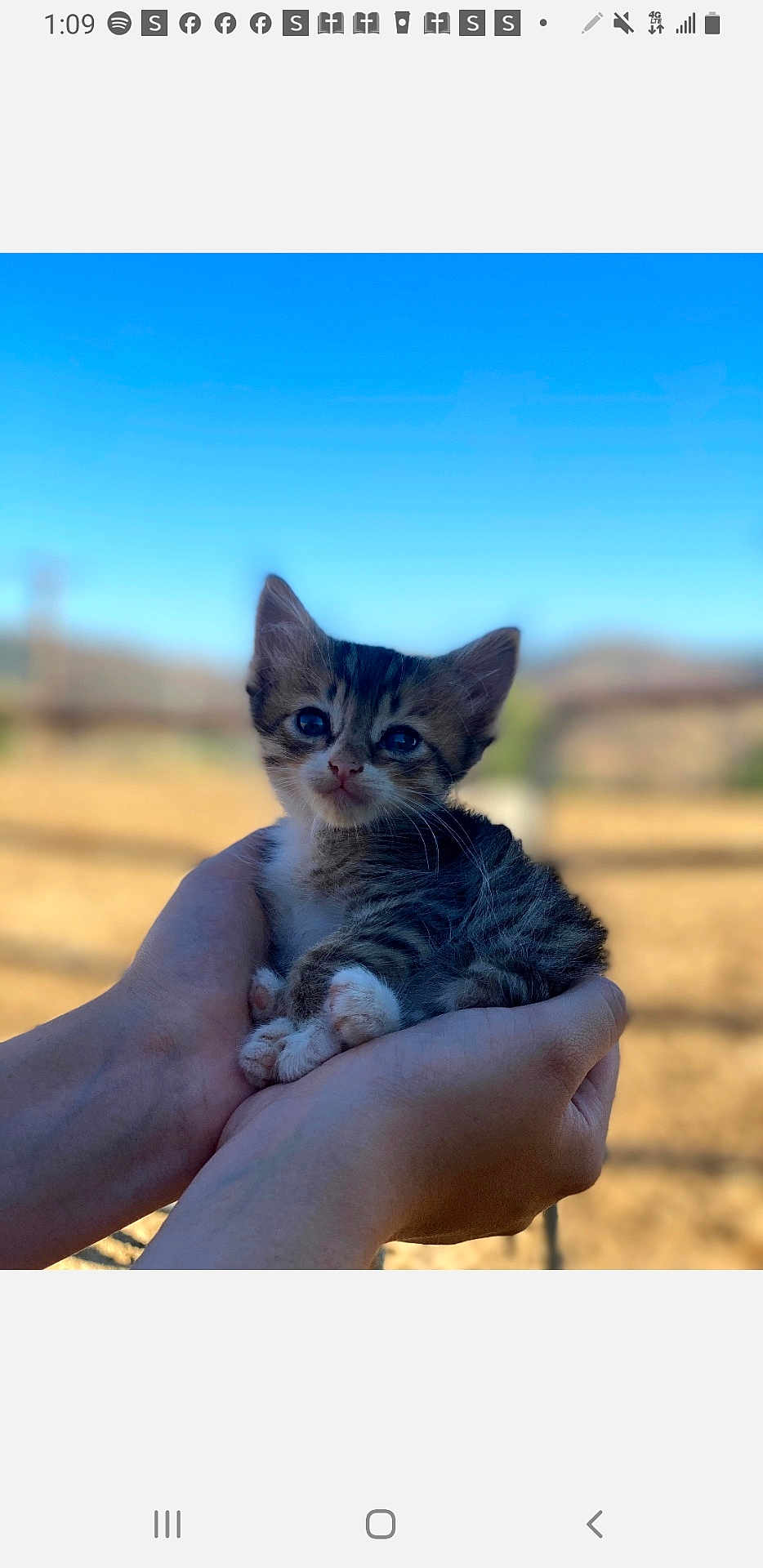 Meow