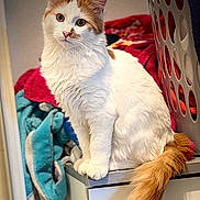 Stitch participe au concours pour gagner de l'argent avec cette photo : cat, orange_and_white, fluffy, indoor, laundry_basket, towels, curious, pet, feline, sitting, cabinet, tail, soft_light, domestic, closeup, whiskers, ears, fur, home, appliance