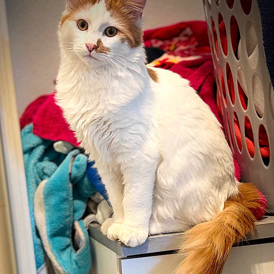 Stitch participe au concours pour gagner de l'argent avec cette photo : appliance, cabinet, cat, closeup, curious, domestic, ears, feline, fluffy, fur, home, indoor, laundry_basket, orange_and_white, pet, sitting, soft_light, tail, towels, whiskers