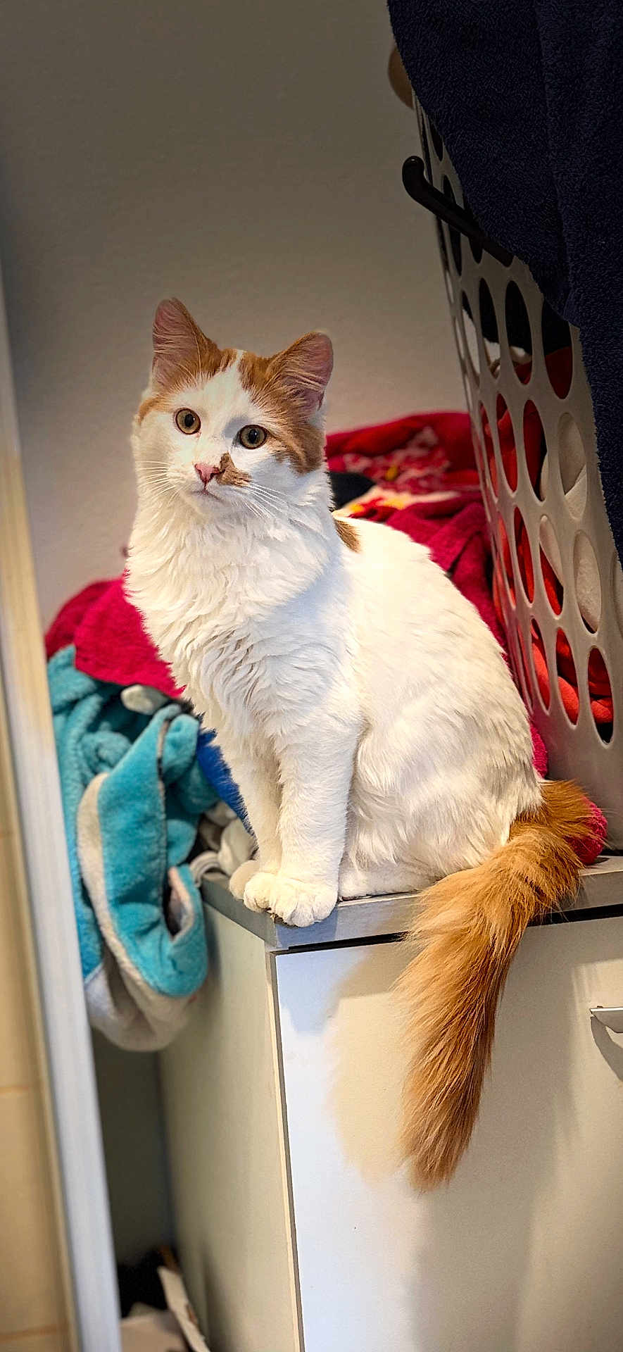 Stitch participe au concours pour gagner de l'argent avec cette photo : cat, orange_and_white, fluffy, indoor, laundry_basket, towels, curious, pet, feline, sitting, cabinet, tail, soft_light, domestic, closeup, whiskers, ears, fur, home, appliance