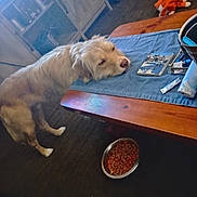 Snickers joined the competition — help win amazing prizes! dog, pet, sleeping_dog, wooden_table, table_runner, food_bowl, kibble, plush_toy, rug, living_room, cabinet, indoor, light_fur, head_on_table, bored, coffee_table, blue_cloth, floor, cozy, casual