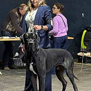 Aston participe au concours pour gagner de l'argent avec cette photo : woman, dog, great_dane, leash, indoor, people, casual, event, standing, clothing, glasses, table, chair, floor, black_dog, person, portrait, animal, pet, background