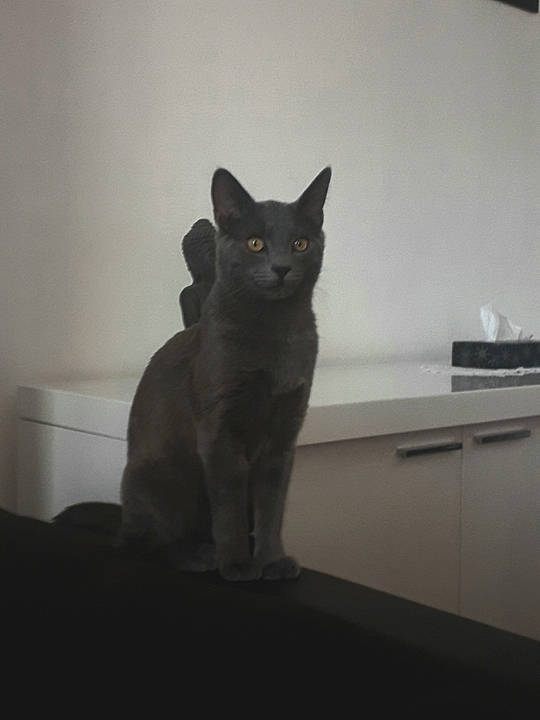 Kiki participe au concours pour gagner de l'argent avec cette photo : black_cat, carnivore, cat, comfort, darkness, domestic_short_haired_cat, felidae, fur, grey, hardwood, monochrome_photography, room, shadow, sitting, small_to_medium_sized_cats, snout, stairs, tail, whiskers, wood