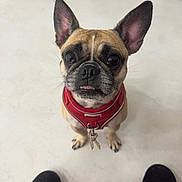 Badger is registered to the contest to win money with this photo: adorable, animal, black_shoes, canine, close_up, companion, cute, dog, domestic_animal, ears_up, floor, indoor, leash, light_background, looking_up, pet, red_harness, small_dog, standing, tongue_out